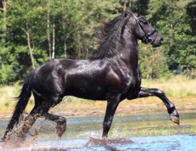 View Friesian horse purchasing details for Alger