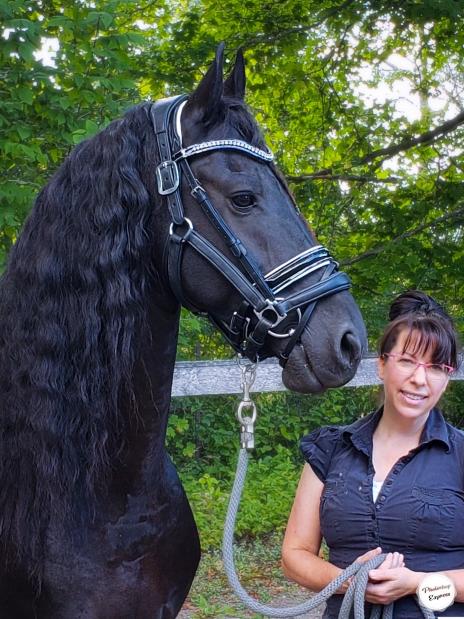 View Friesian horse purchasing details for THIERRY