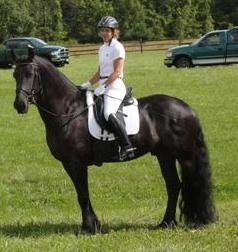 View Friesian horse purchasing details for Amos