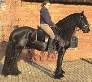 View Friesian horse purchasing details for Andries
