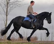 View Friesian horse purchasing details for ARANKA