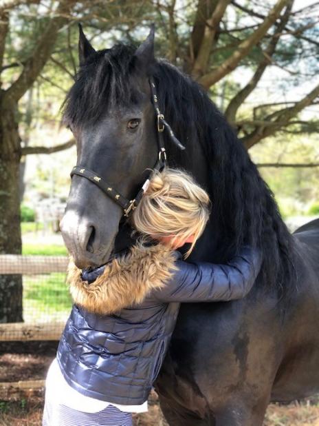 View Friesian horse purchasing details for Arienzo