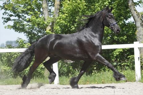 View Friesian horse purchasing details for Arjan