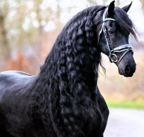 View Friesian horse purchasing details for ARTURO