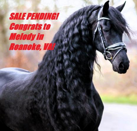 View Friesian horse purchasing details for ARTURO
