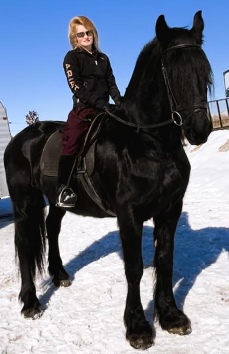 View Friesian horse purchasing details for ASHTON