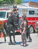 View Friesian horse purchasing details for Tjibbe