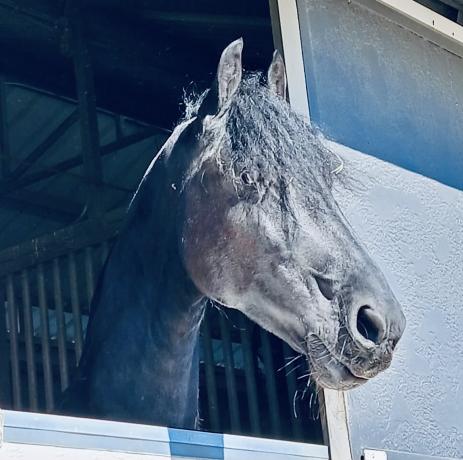 View Friesian horse purchasing details for AVERY SPORT