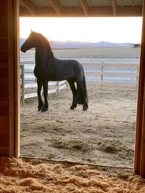 View Friesian horse purchasing details for BAROLO