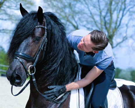 View Friesian horse purchasing details for JAD