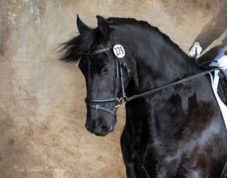 View Friesian horse purchasing details for Bauke - STER