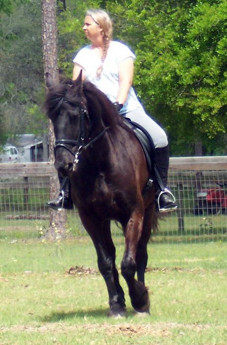 View Friesian horse purchasing details for BOGART