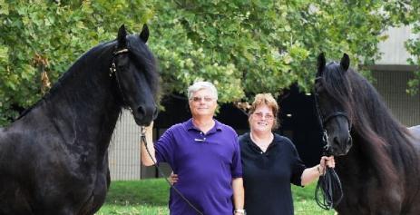 View Friesian horse purchasing details for Nanne STER