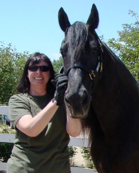 View Friesian horse purchasing details for Dutton