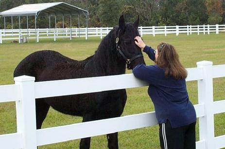 View Friesian horse purchasing details for Gerke BSF