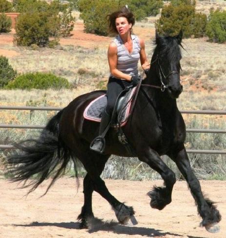 View Friesian horse purchasing details for Watze B