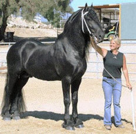 View Friesian horse purchasing details for Harold