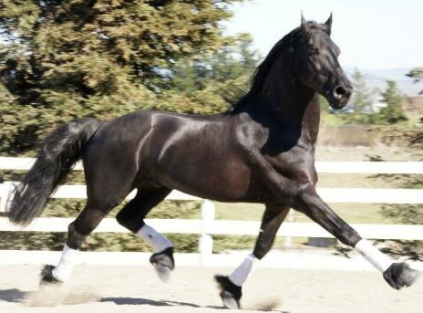 View Friesian horse purchasing details for KJELD STER