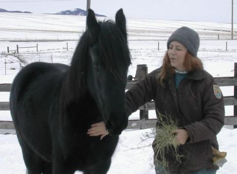 View Friesian horse purchasing details for Summer