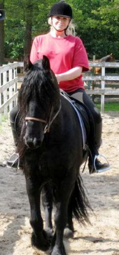 View Friesian horse purchasing details for TASSO