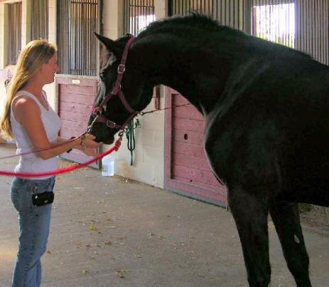 View Friesian horse purchasing details for WILMA
