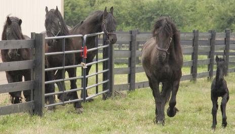 View Friesian horse purchasing details for Japke