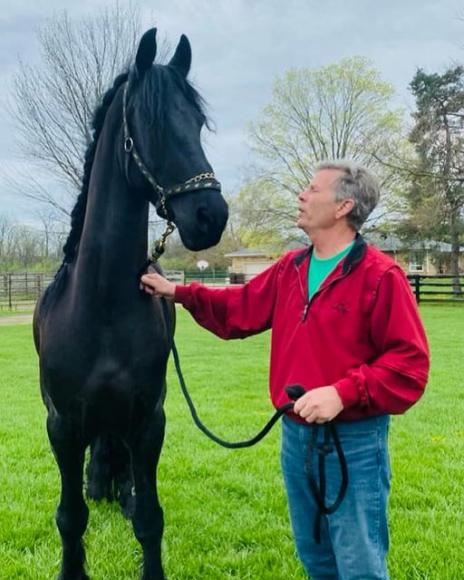 View Friesian horse purchasing details for Cam STER