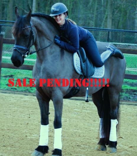 View Friesian horse purchasing details for CARINA