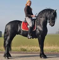 View Friesian horse purchasing details for Gerben