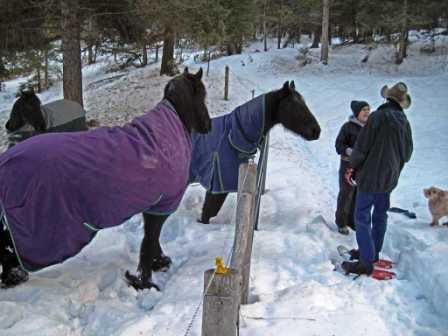 View Friesian horse purchasing details for CORRIE ut de Ripen