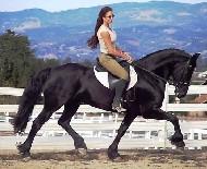 View Friesian horse purchasing details for Breathe