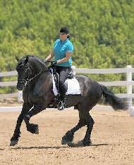 View Friesian horse purchasing details for Hindrik