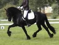 View Friesian horse purchasing details for Friso
