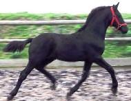 View Friesian horse purchasing details for Roelof