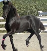 View Friesian horse purchasing details for Tamka