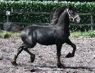 View Friesian horse purchasing details for Zorro H.