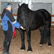 View Friesian horse purchasing details for Famke