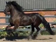 View Friesian horse purchasing details for Aisha