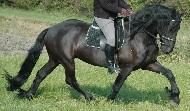 View Friesian horse purchasing details for Aize