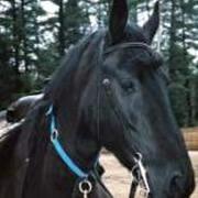 View Friesian horse purchasing details for Aletha