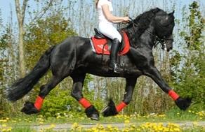 View Friesian horse purchasing details for BELIZE STER