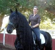 View Friesian horse purchasing details for Alwyn