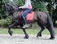 View Friesian horse purchasing details for Amalfi