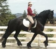 View Friesian horse purchasing details for Amor