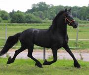 View Friesian horse purchasing details for Anja