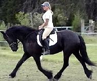 View Friesian horse purchasing details for Annechien