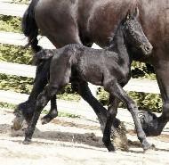 View Friesian horse purchasing details for ANZO