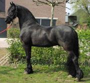 View Friesian horse purchasing details for Aragon