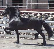 View Friesian horse purchasing details for Arend