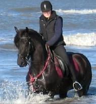 View Friesian horse purchasing details for Aris